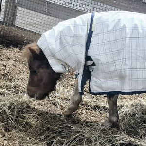 RIPSTOP COTTON COMBO NAVY BINDING 3'9"