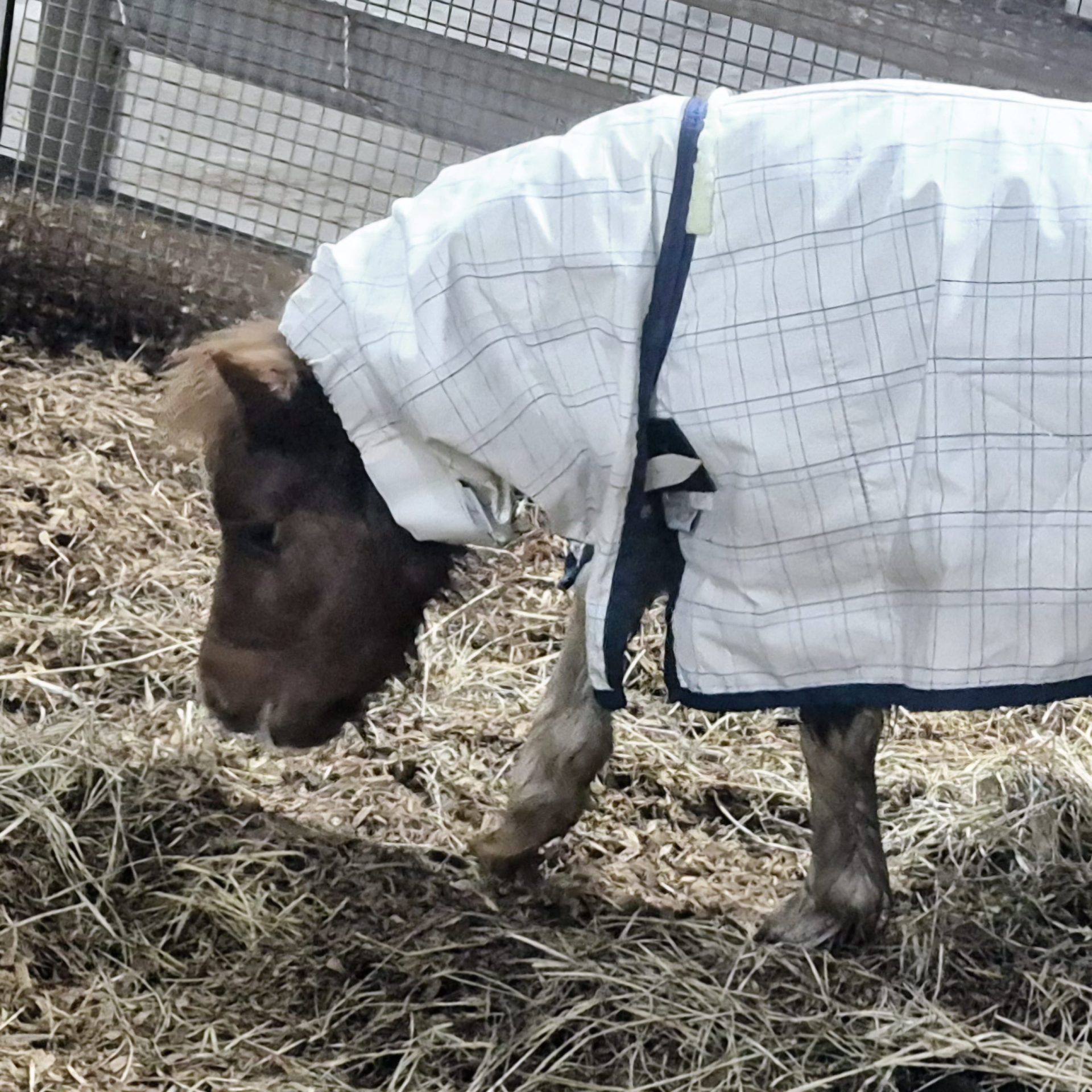 RIPSTOP COTTON COMBO NAVY BINDING 3'9"