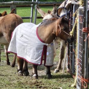 DUAL KERSEY COTTON (KC) RUG